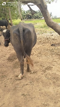 vechavani chhe