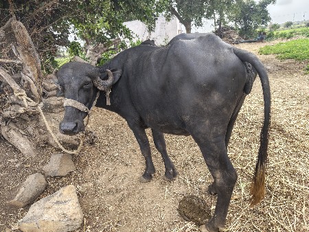 વેશવાની સે 3 વર્ષ ની સે