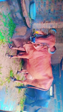 ટોપ ગીર ગાય આપવાની છે‌ મોરબી