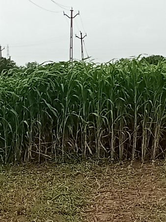 લીલી જુવાર વેચવાની છે 
2 વિઘા ની છે