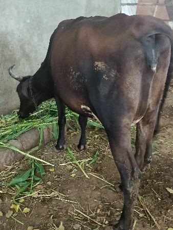 જર્સી ગાય વેચવાની છે