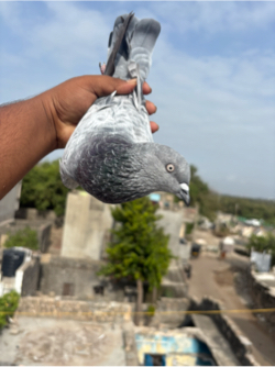 Kabootar