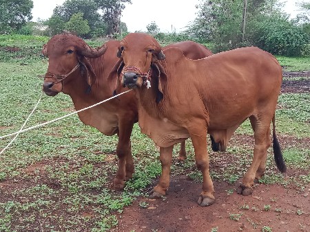 ગોઢલા વેસવા ના છે