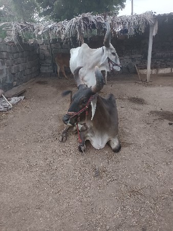 વેચી નાખવાના