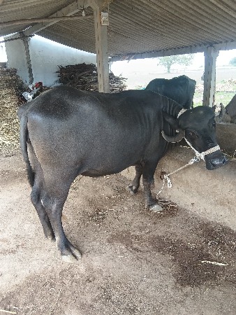 ખડેલી
