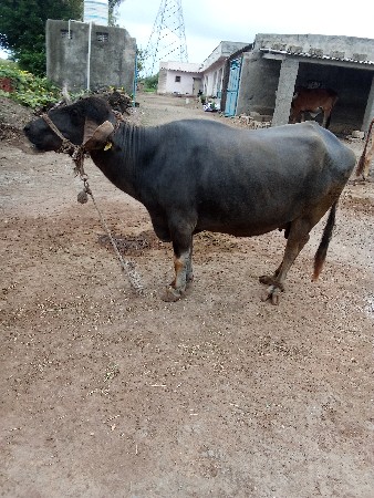 ભેશ વેચવા ની