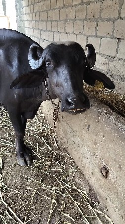 બે ભેંસુ