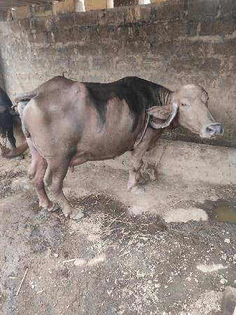 ભેશ વેચવાની છે