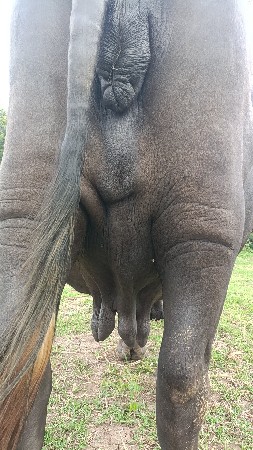 6-6 લિટર દૂધ