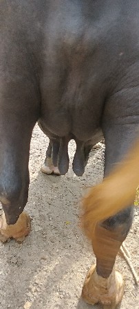 bhes vechavani se
