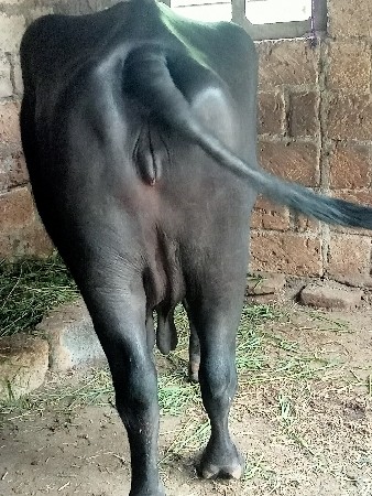 ભેંસ વેચવાની છે