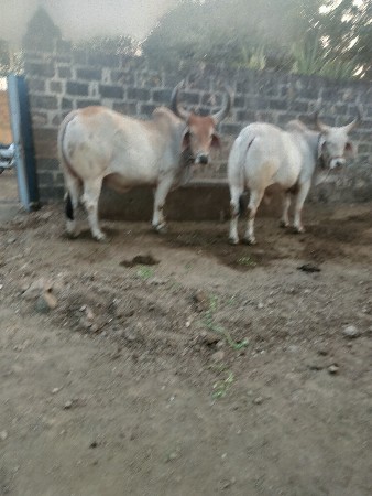 બરળદવૈશવાનાશે