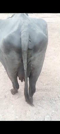 આ નમર મા ફોન કરો 99785 19830