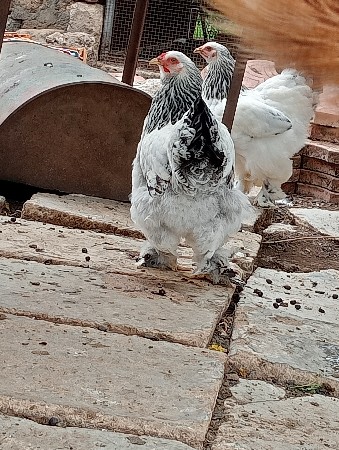 કોલમ્બિયન બ્રહ્મા વેચવાના છે
