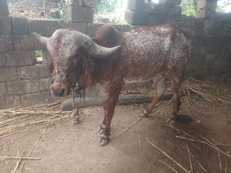 ગાય વેશવાની છે