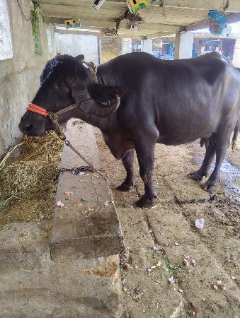બીજું વેતર ગાભણીસે દસદીવકાસીસે