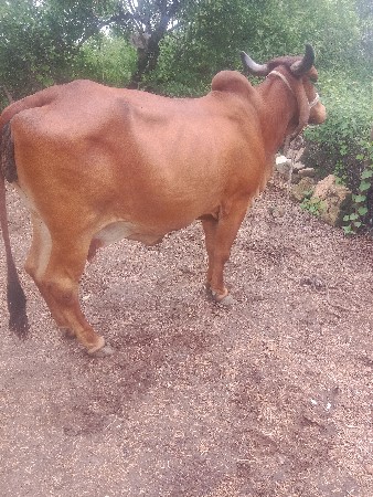 ગાયવેછવાનિછે