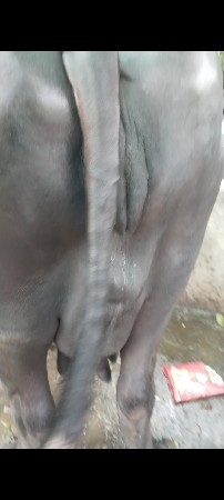 ભેંસ વેચવાની છે