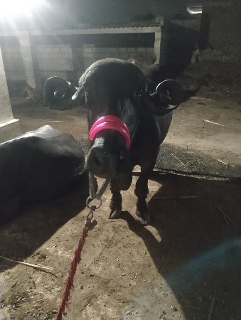 ભેંસ વેચવાની છે 6લીટર દુધ