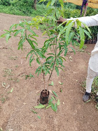 Chamunda nursery