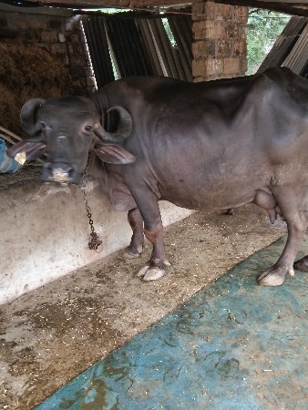 ભેંસ વેચવાની છે