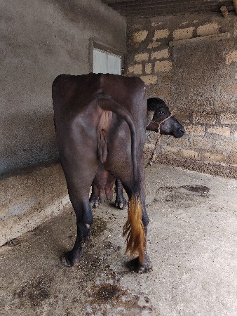 ભેંસ વેચવાની છે