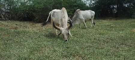 બ