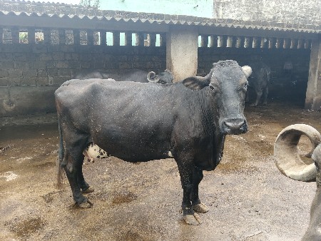 બે મહિનાની કાચી