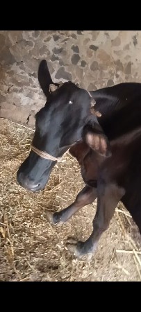 ગાય વેચવા નિ છે