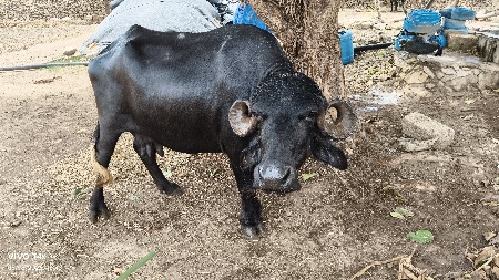 ભેસ વેચવાની છે