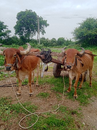 godhala