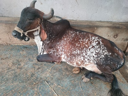 ગાય વેસવાની શે કારી કાબરી શે