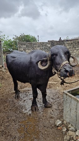 ખડેલુ વેચાવાની છે.