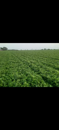 સર્વે નબર છે જાકસીયા