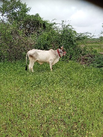 ગોઢલો વેચવાનો છે એકજ છે