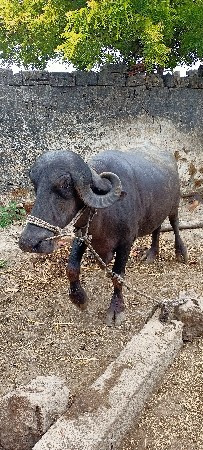 ખડેલી