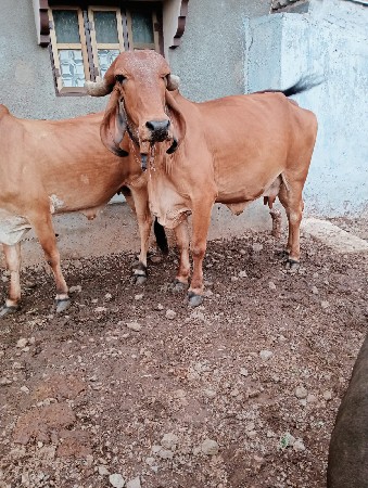 આ તરણ ગાયો વેચવાની છે