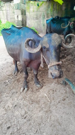 ખડેલી વેચાણ સે