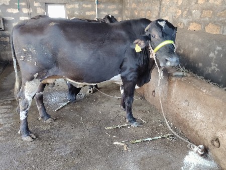 ગાય વેચવાની છે
