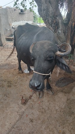 ભેંસ વેચવાની છે.