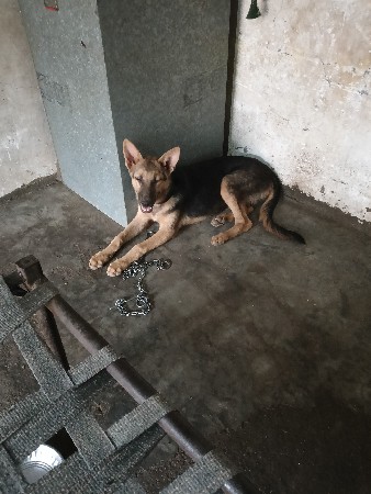 German shepher kutre Jawani se
