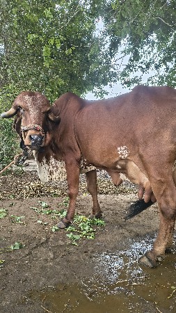 gay vechvani chhe