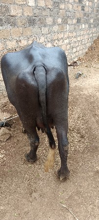ભેંસ વેચવાની છે