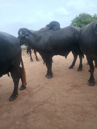 આ પાડો વેચવા નો છે