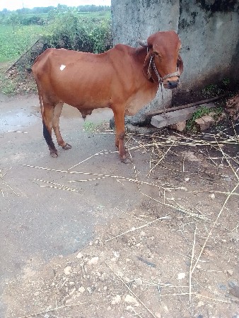 સુત્રાપાડા