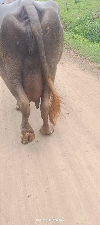 ભેસ વેચાણ