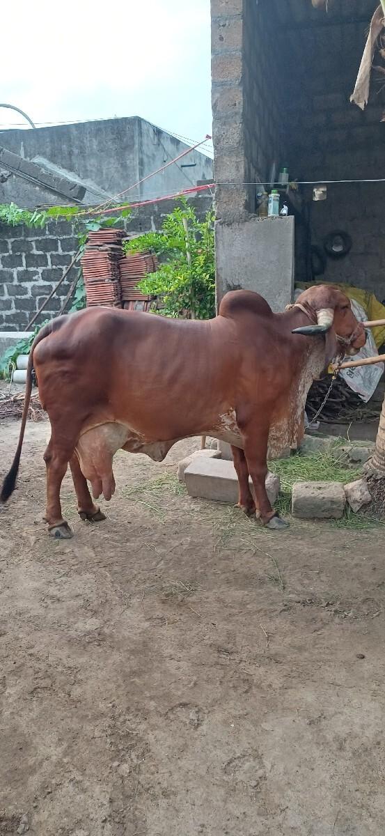 ગીર ગાય વેચવાની છે