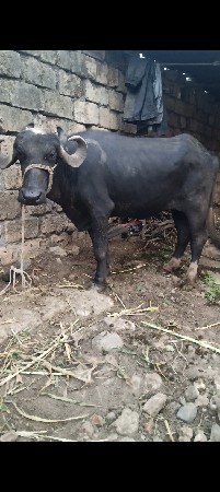 વેચવાની છે