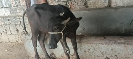પાડી વેચવાની છે