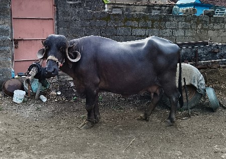 ભેંસ વેચવાની છે,૧૫ દીવસ કાચી